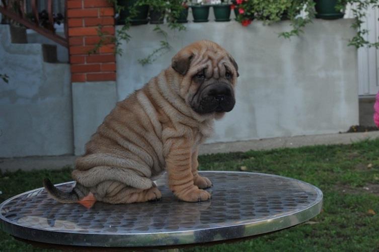 Shar-pei---šar-pej-štenci