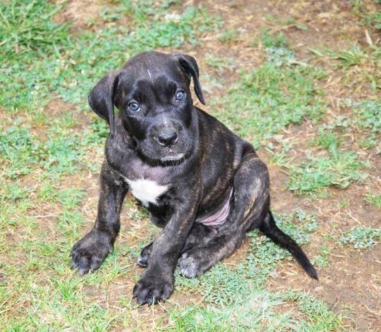 Cane Corso, stenci