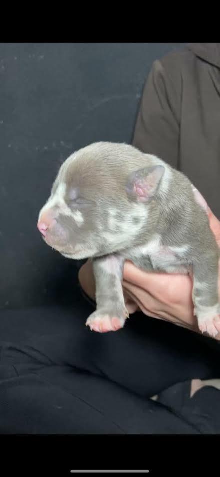 American-bully-pocket