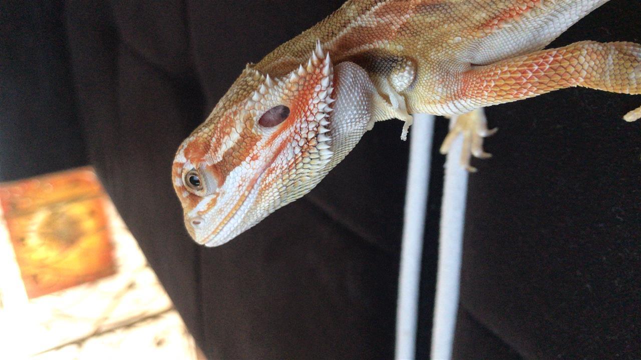 Bradata-agama