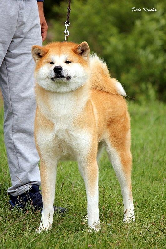 Akita-inu-stenad-