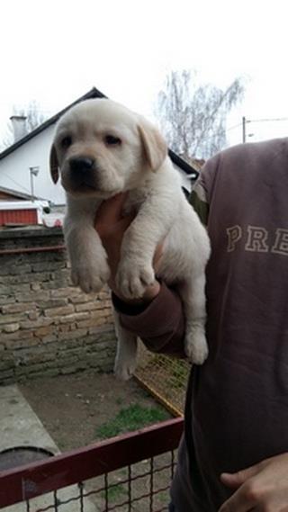 labrador-retriver-stenci