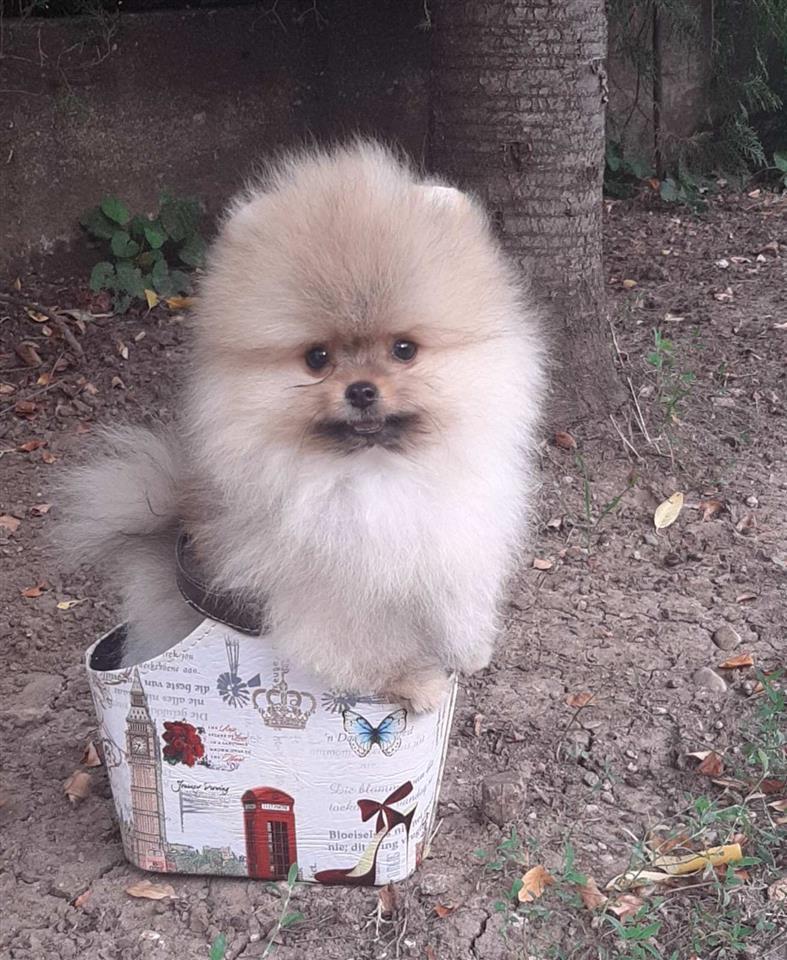 Pomeranski-špic-mini