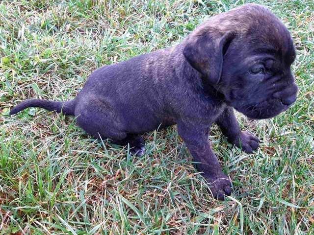 Cane-Corso--štenci
