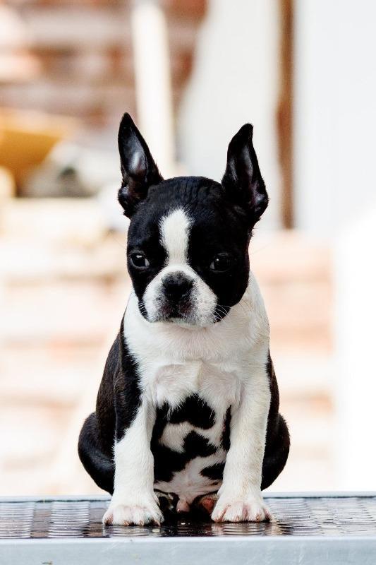 Boston-terrier