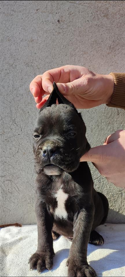 Cane-Corso