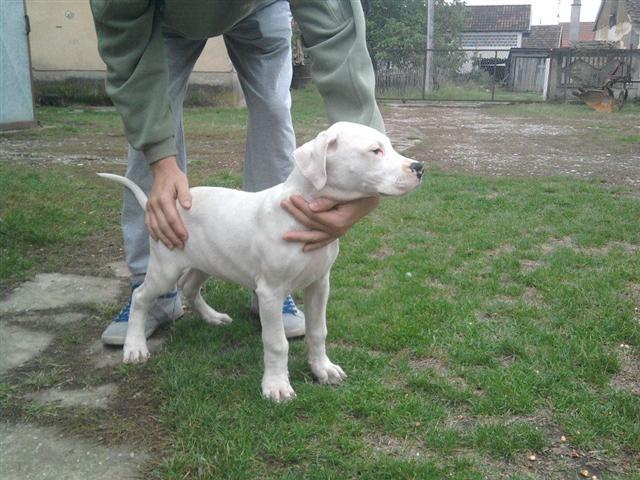 Stenci-Argentinske-Doge