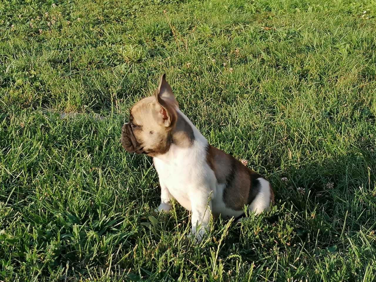 Francuski-buldog-štenci