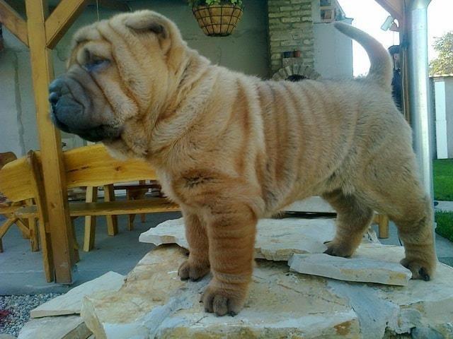 Sar-Pei-Shar-Pei-stenad