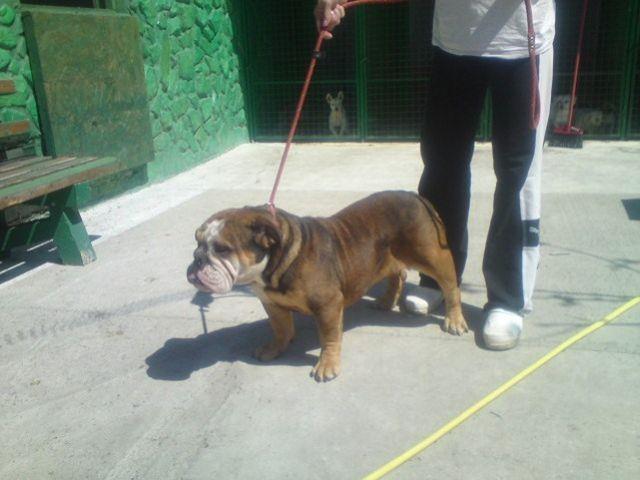 Engleski-buldog--odrasli-psi