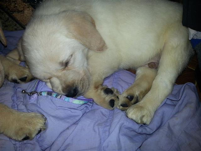 Stenci-Labrador-Retrivera
