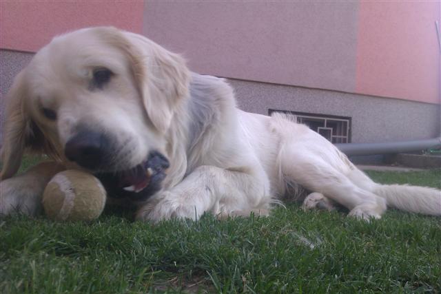 Retriver-2010