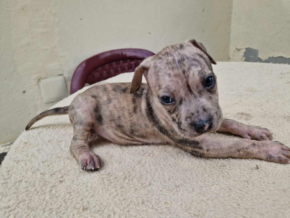 Prodaju-se-štenci--PIT-BUl--XL--Blu-merle