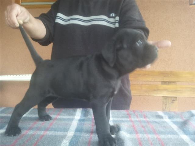 Cane-Corso---odlicna-stenad