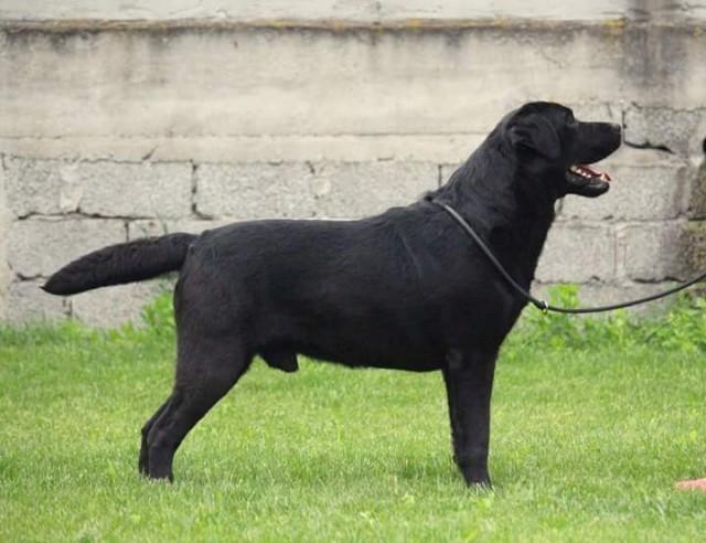 Labradori