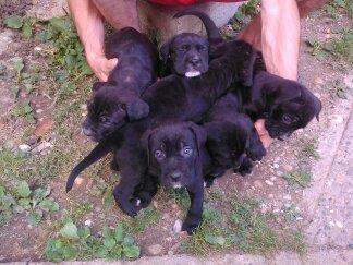 Cane-corso-štenci