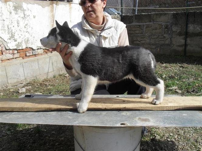 Sibirski Haski
