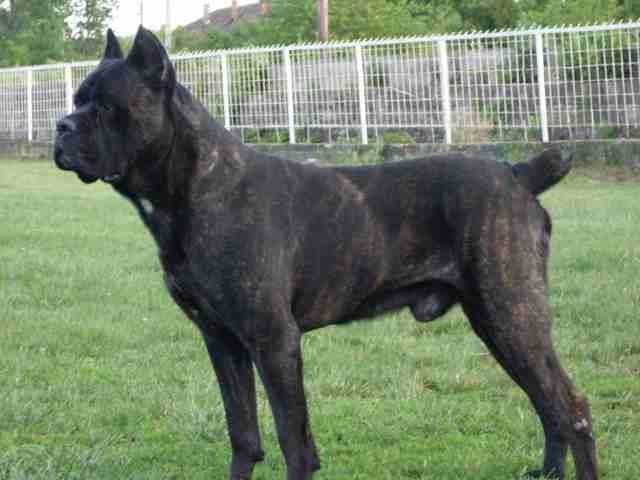 Cane-Corso-stenci-i-muzjak-priplodnjak