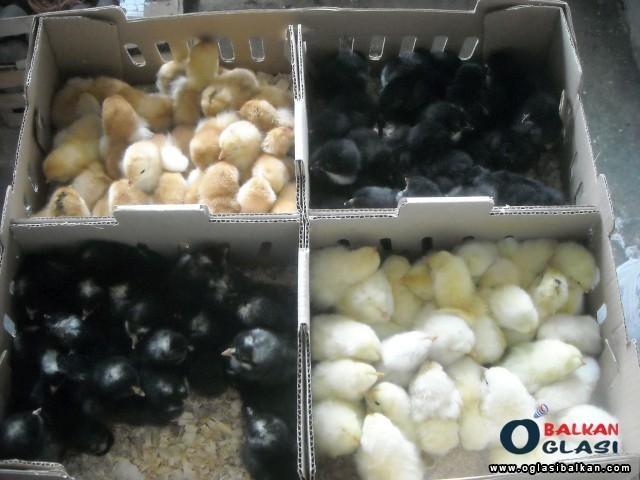 Domaci-pilici-