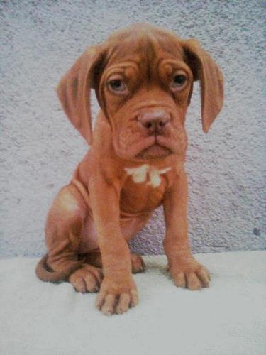 Bordoska doga stenad