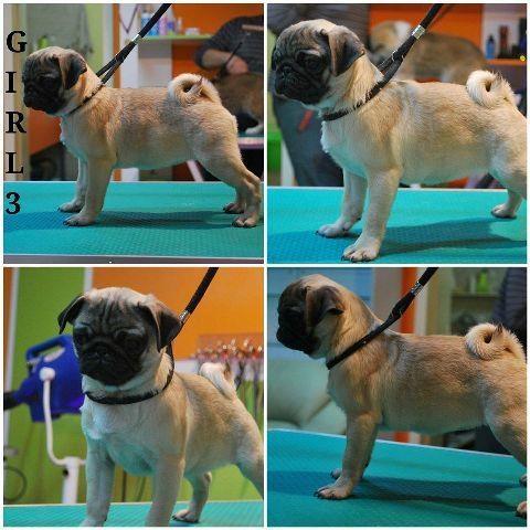 Mops---stenci-