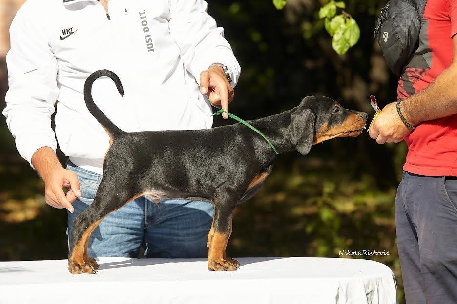 Doberman-štenci
