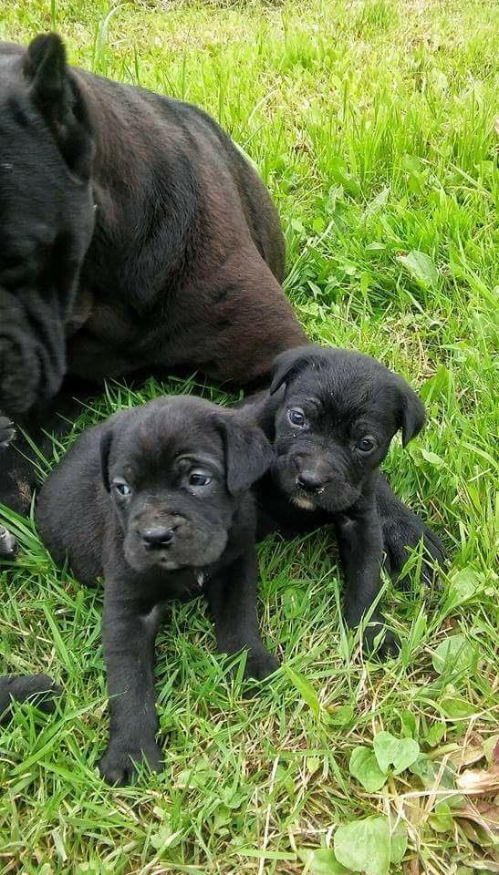 Cane-Corso-stenci