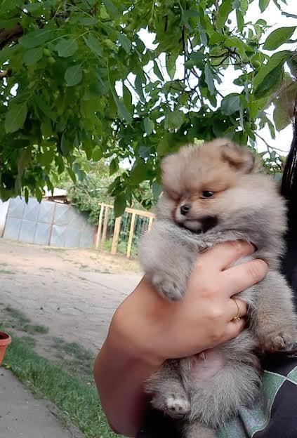 Pomeranski-špic
