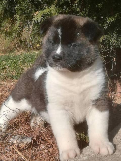 Američka-Akita--štenci