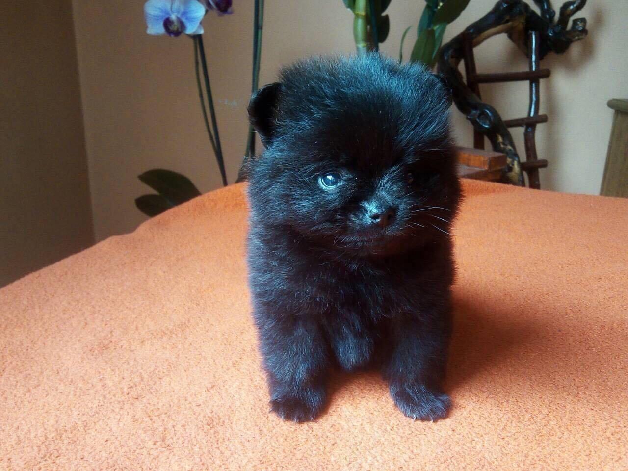 Pomeranski-spic