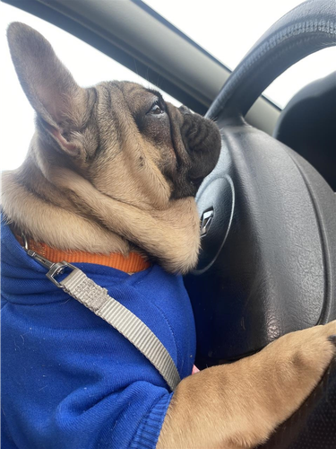 Francuski buldog