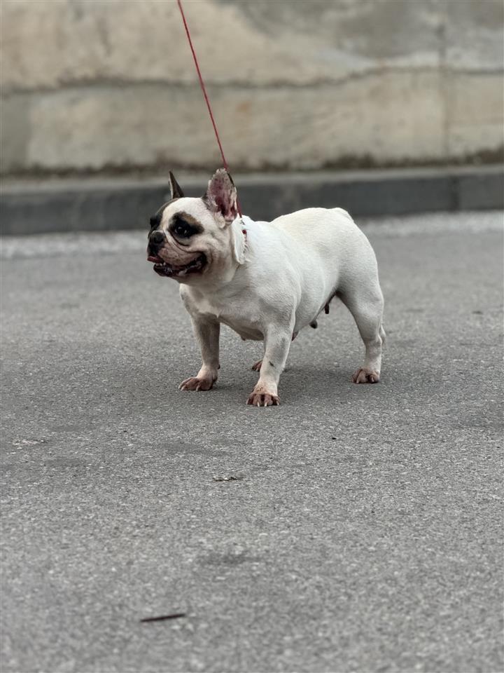 Francuski-buldog