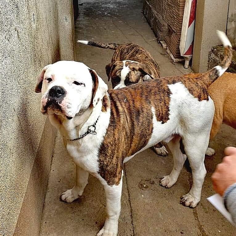 Američki-buldog-štenci