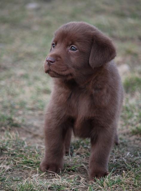 Labrador-stenci