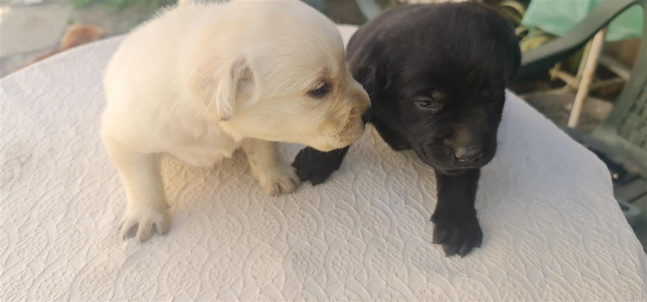 Labrador-Retriver-štenci