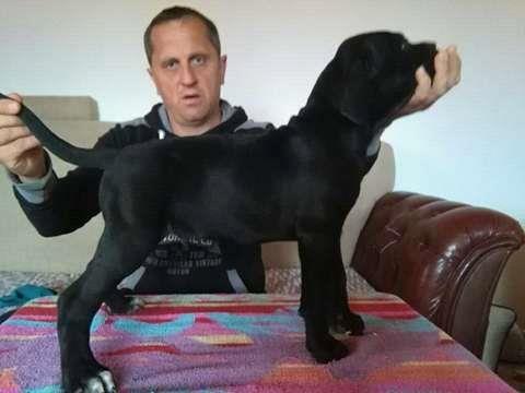 Prodaja-stenadi-cane-corso