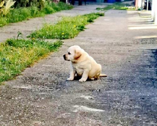 Labrador
