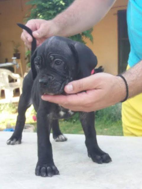 CANE-CORSO-