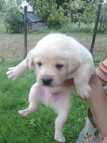Malinoa-labrador mešanci