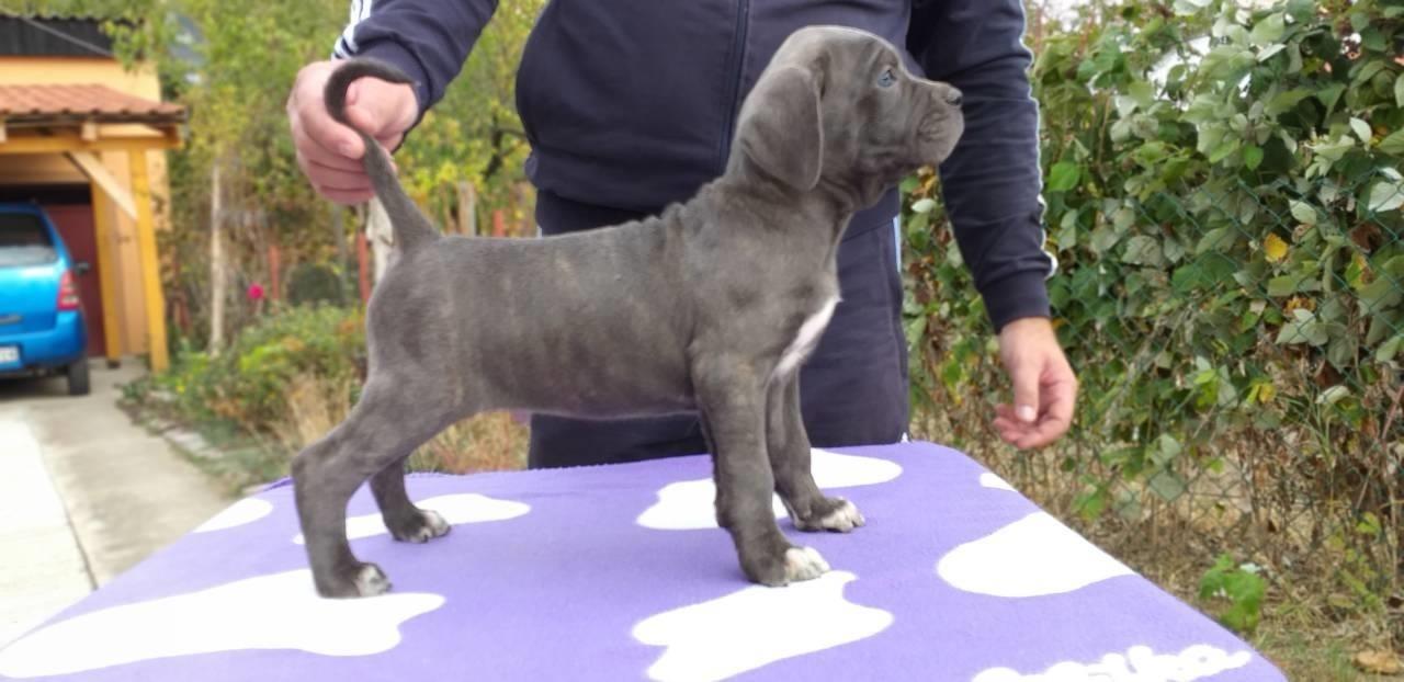 Cane-corso-štenci