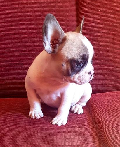 francuski buldog