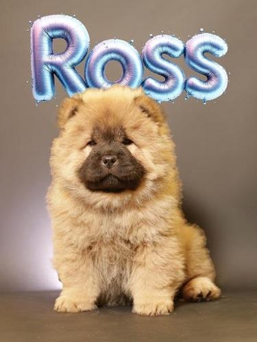 Prelepi Chow Chow štenci