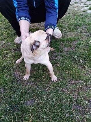 Mops-mlada-zenka