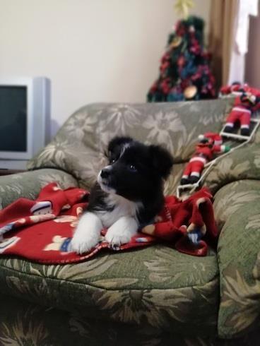 Border-Collie-štenci