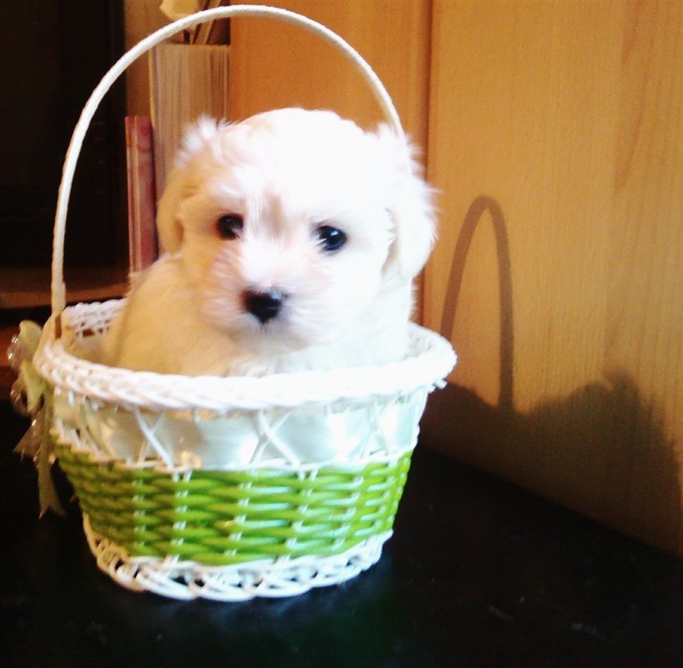 Maltezer-