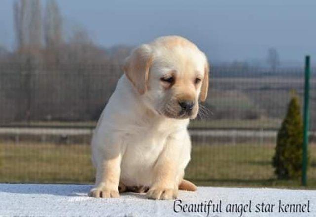 Stenci-LABRADOR-RETRIVERA