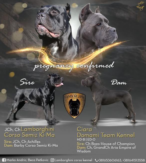 Cane-Corso-štenci-