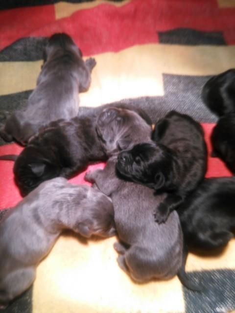 Cane-corso--sivi-stenci