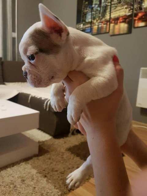 -Francuski-Buldog-Bebe-