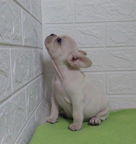 Krem francuski buldog